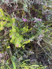 Indigofera bisacculata