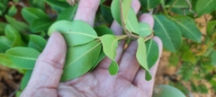 Ancylobothrys