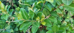 Ancylobothrys
