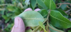 Ancylobothrys