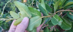 Ancylobothrys