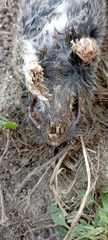 Thomomys atrovarius