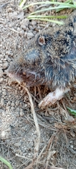 Thomomys atrovarius