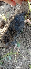 Thomomys atrovarius