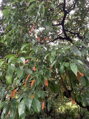 Elaeocarpus serratus