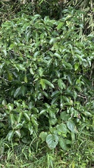 Turpinia formosana