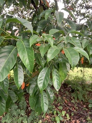 Elaeocarpus serratus