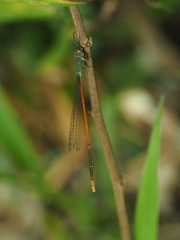 Aciagrion pallidum