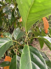 Elaeocarpus serratus