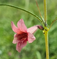 Pedaliaceae