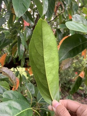 Elaeocarpus serratus