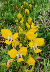 Eulophia speciosa