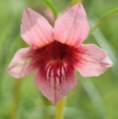 Pedaliaceae