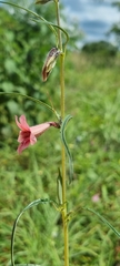 Pedaliaceae