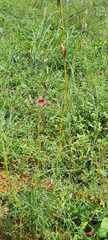 Pedaliaceae