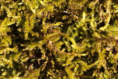 Eurhynchium angustirete