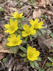 Eranthis hyemalis