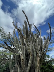 Cereus repandus