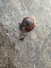 Helminthoglypta dupetithouarsi