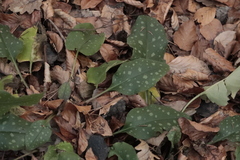Pulmonaria
