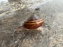 Helminthoglypta dupetithouarsi