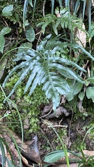 Pteris dispar