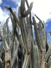 Cereus repandus