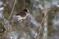 Junco hyemalis