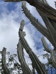 Cereus repandus