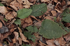 Pulmonaria