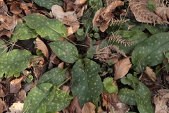 Pulmonaria