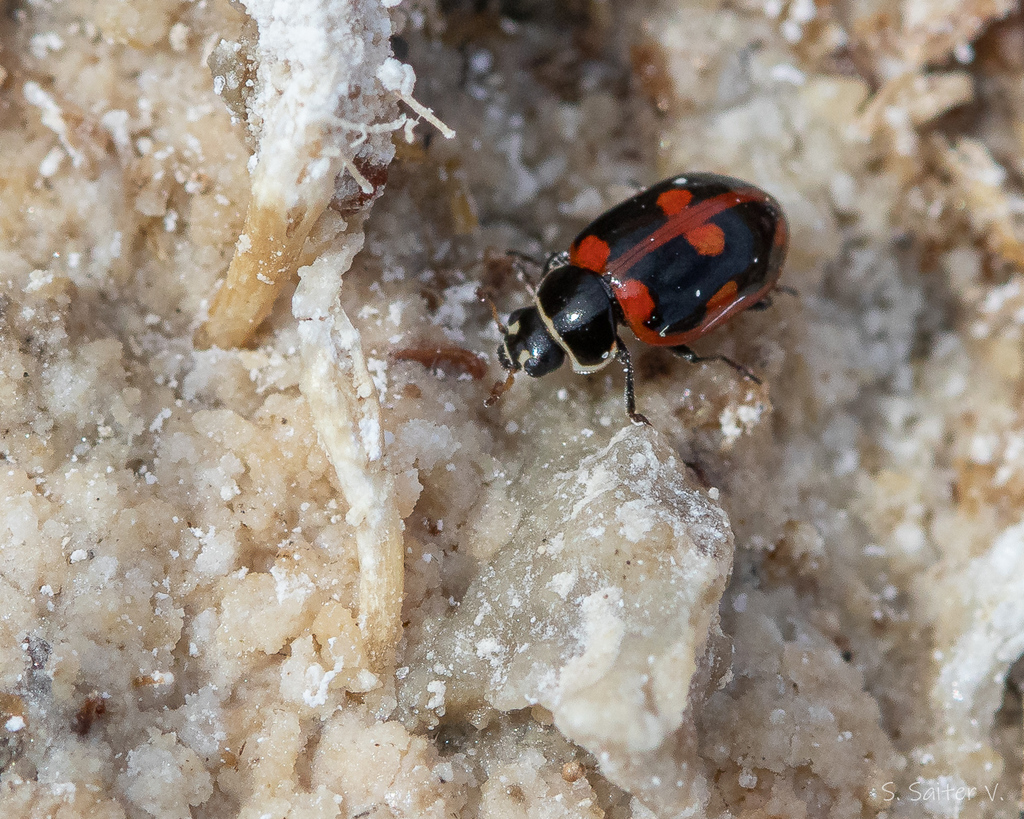 Cycloneda patagonica
