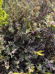 Indigofera bisacculata