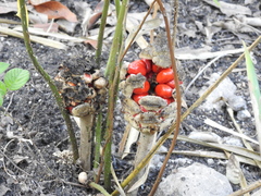 Zamia loddigesii