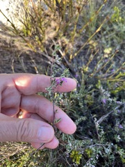 Indigofera bisacculata