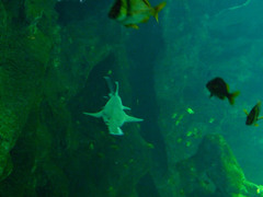Pristiophoriformes