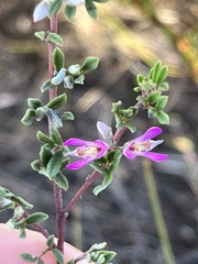 Indigofera bisacculata