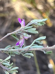 Indigofera bisacculata
