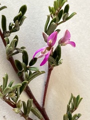 Indigofera bisacculata