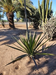 Agave rhodacantha
