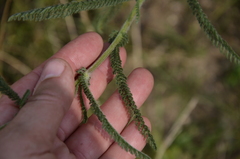Achillea setacea