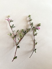 Indigofera bisacculata