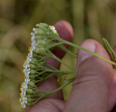 Achillea setacea