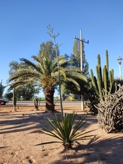 Agave rhodacantha