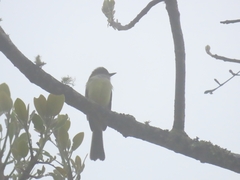 Myiarchus cephalotes