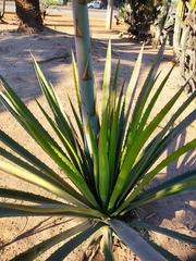 Agave rhodacantha
