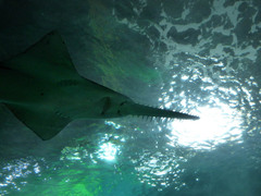 Pristiophoriformes