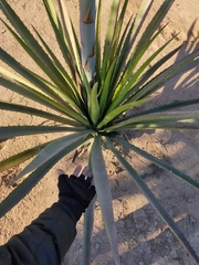 Agave rhodacantha