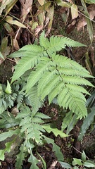 Dryopteris varia