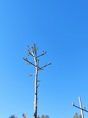 Agave rhodacantha